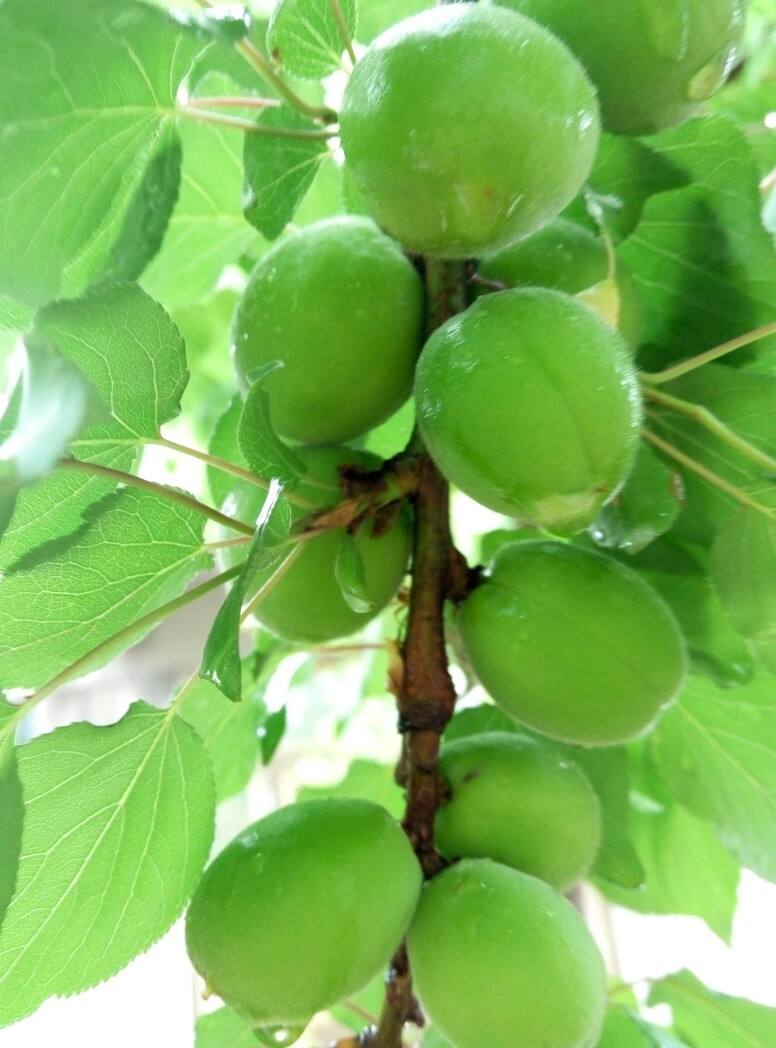 闲看庭前花开花落全诗,闲听花开花落整首诗