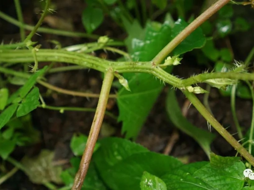 四级英语词汇闪过记忆技巧,四级高频单词记忆技巧