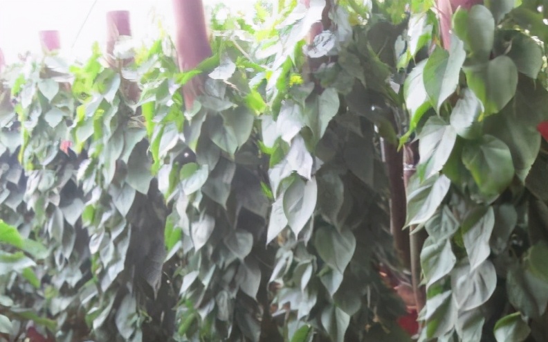 心叶藤和绿萝哪个耐阴,心叶藤和绿萝的区别图片对比