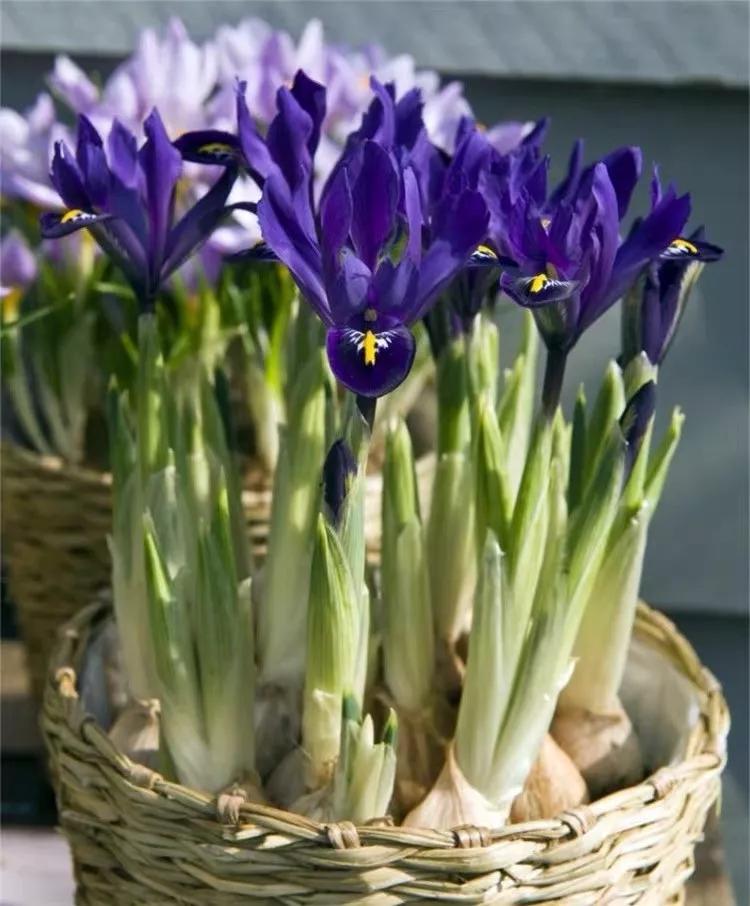 十二生肖对应的幸运花是什么花,十二生肖各该种什么花