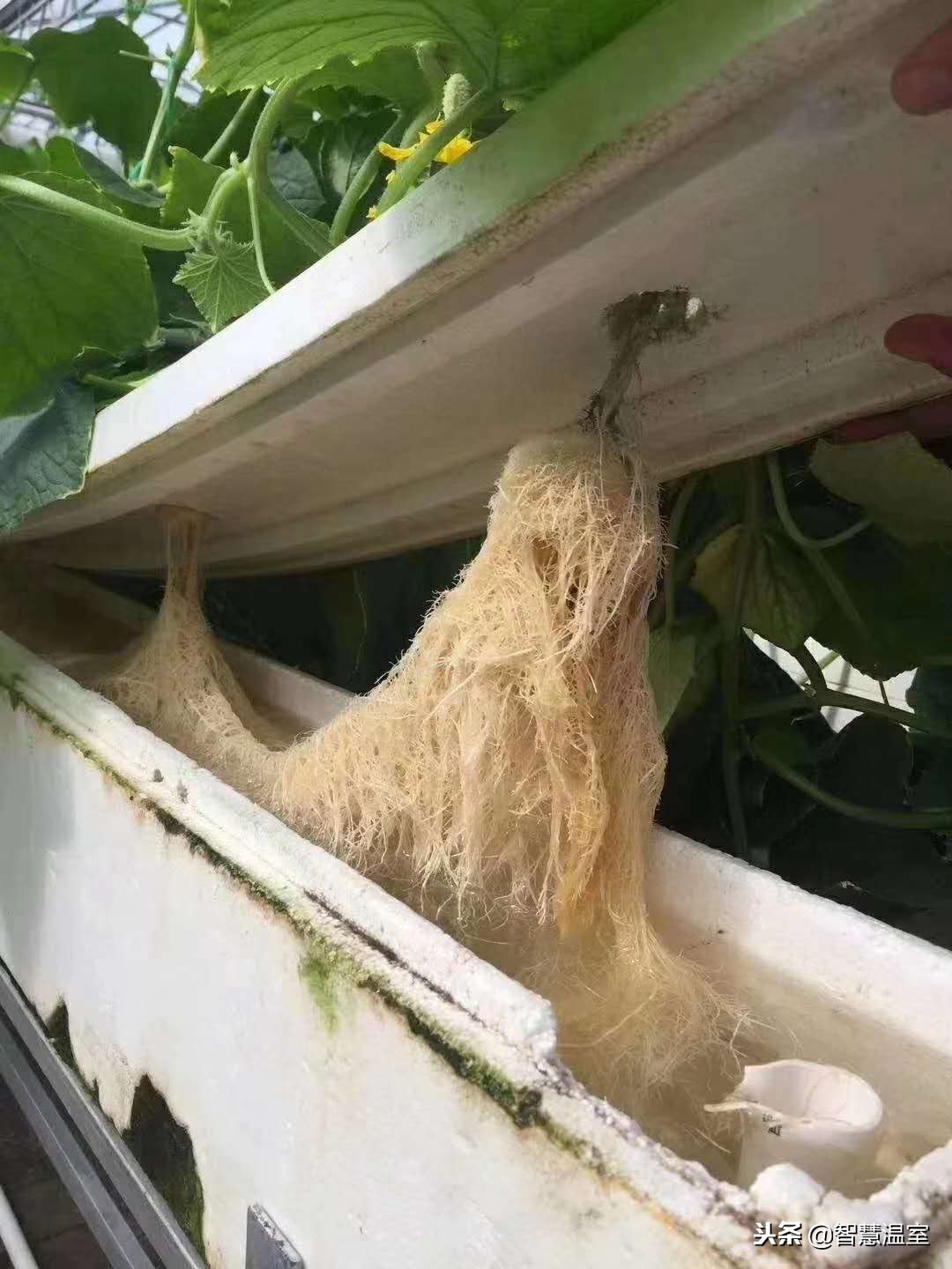 无土栽培蔬菜技术培训寿光,湖北无土栽培技术培训基地