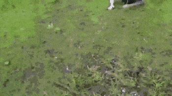 金毛搞笑表情图片伸手,金毛吃醋的搞笑图片