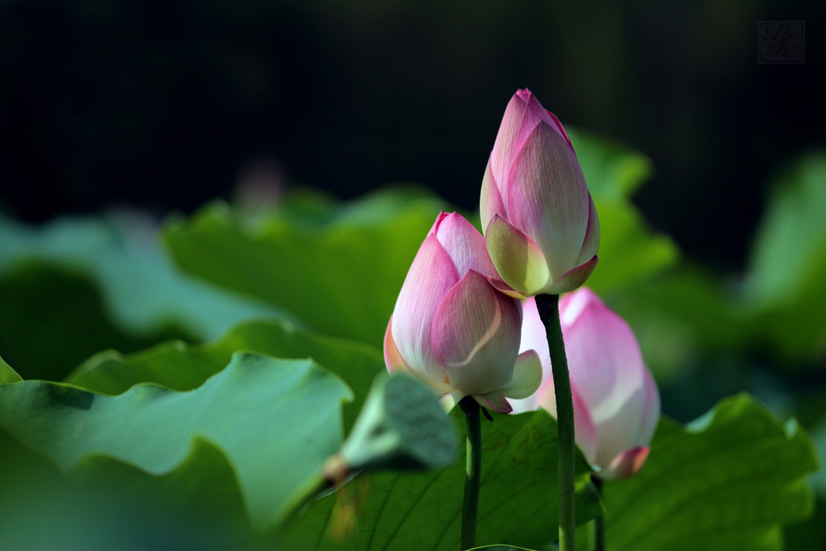 荷叶的叶面为什么不沾水简单介绍,荷叶为什么不沾水的原因简单说明