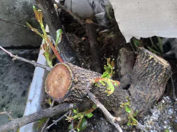 石榴树树干修剪视频,石榴树修剪枝条的方法