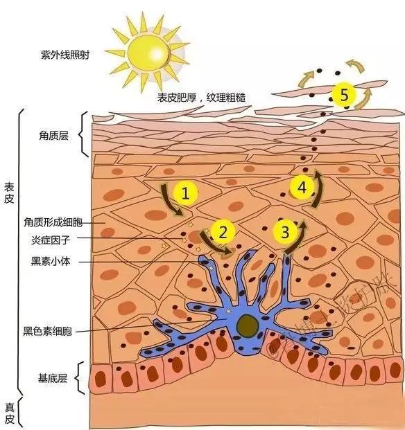 夏天晒黑的皮肤怎样才能快速变白,怎么按摩才能快速变白