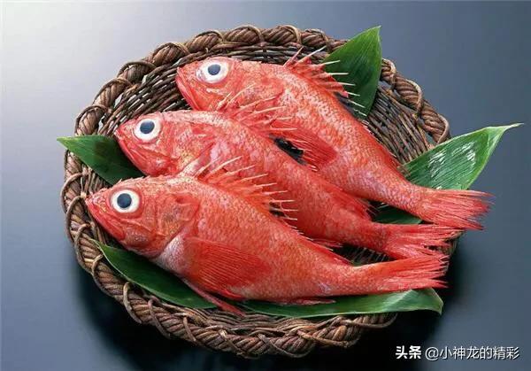 市场上常见的鱼有哪几种,八种好养的野生鱼