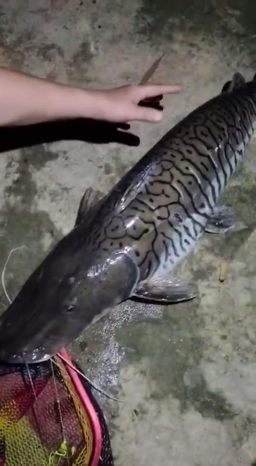 珠江河道出现600斤怪鱼,珠江发现怪鱼是什么鱼