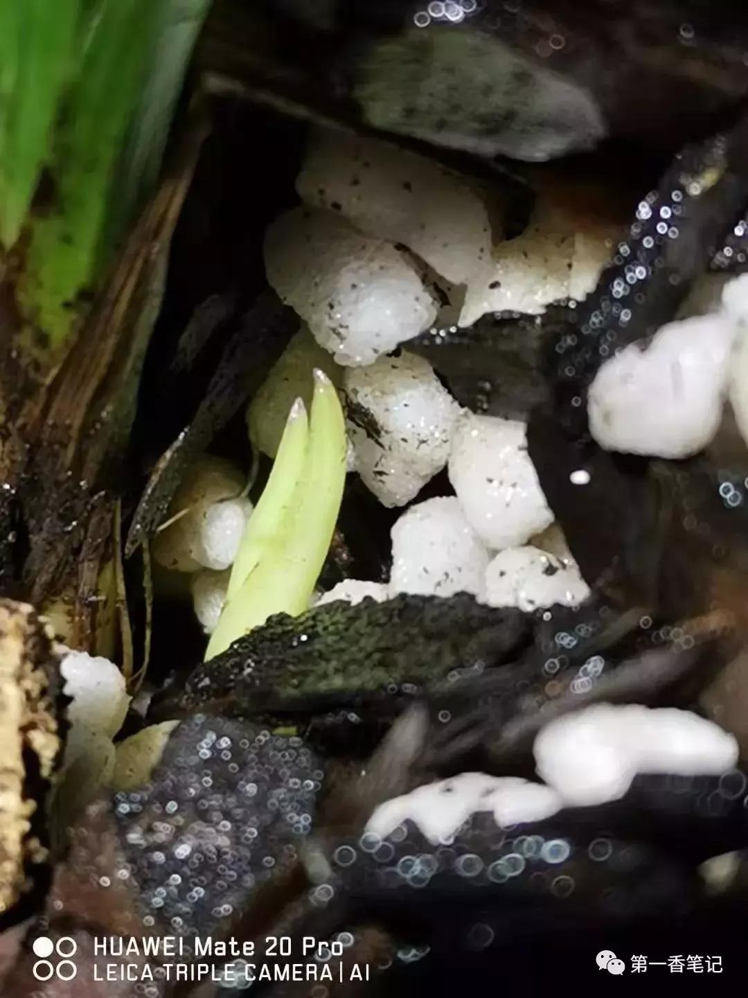 兰花花苞和花芽的区别图片,怎样分辨兰花花苞的品种