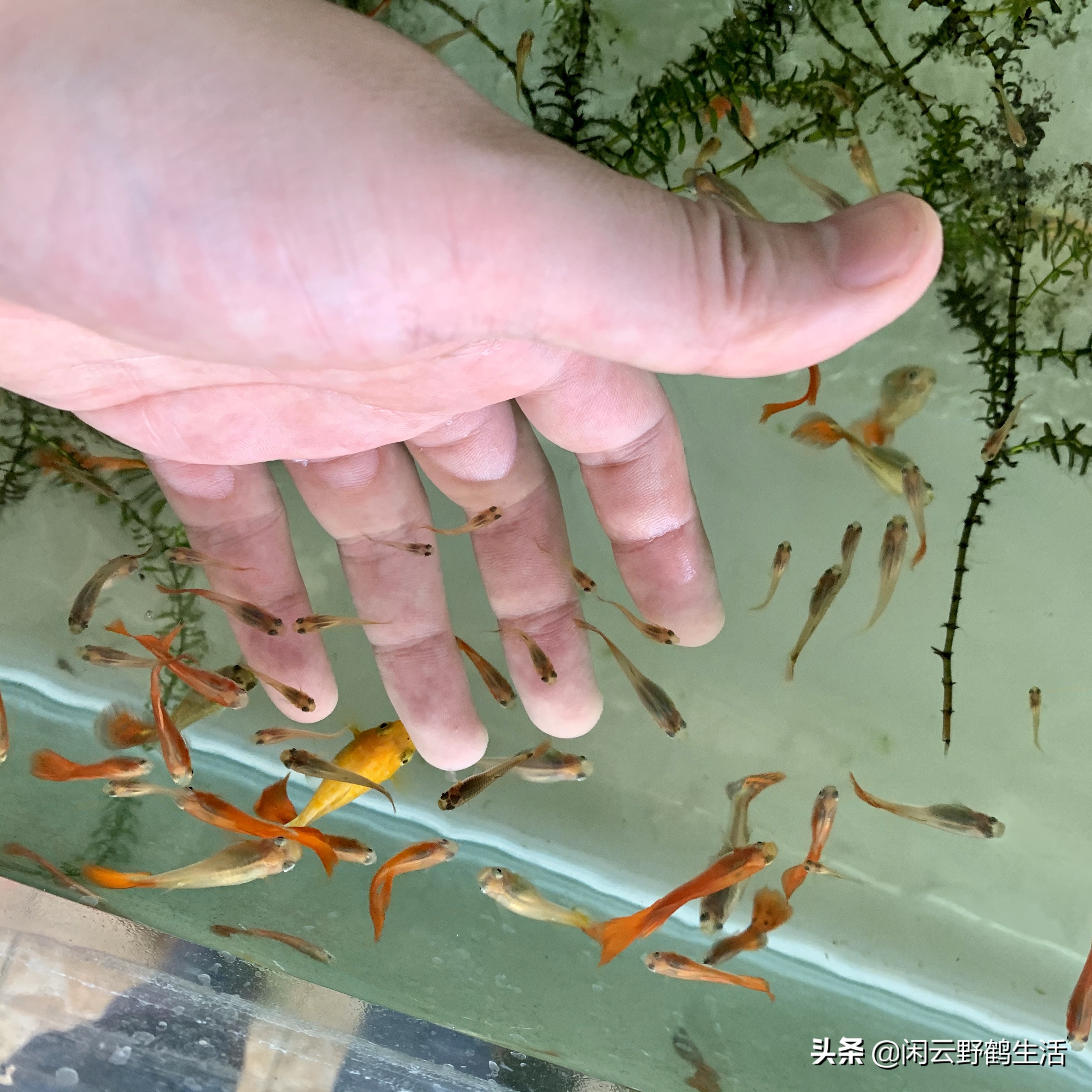 新手养鱼入门基础教程之准备鱼缸,新手养鱼入门基础教程之准备什么