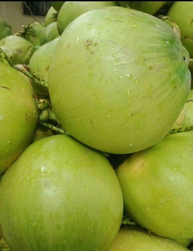 海南文昌东郊椰林碧海椰都,海南文昌东郊椰林椰子王景区