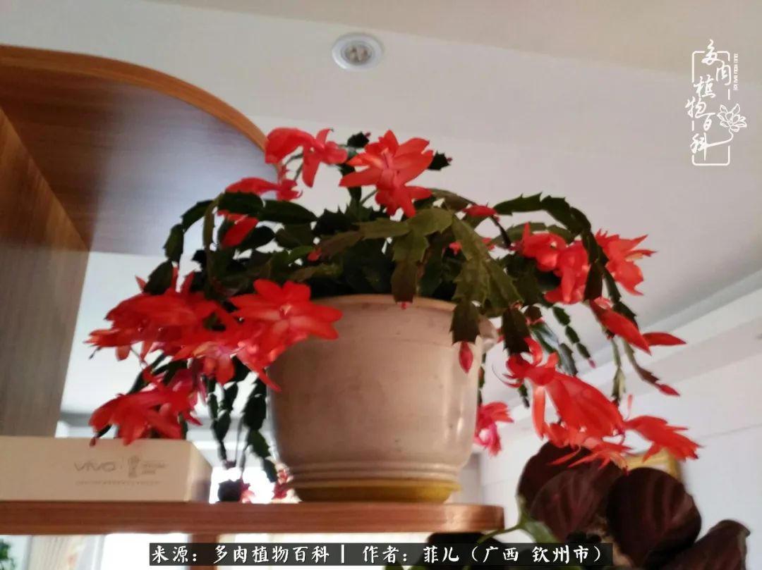 多肉相伴的感悟,与多肉为伴的时光真的很美好