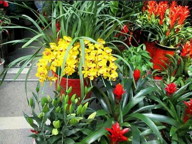 营养土包邮养花种植土,怎么做养花的生根土和营养土