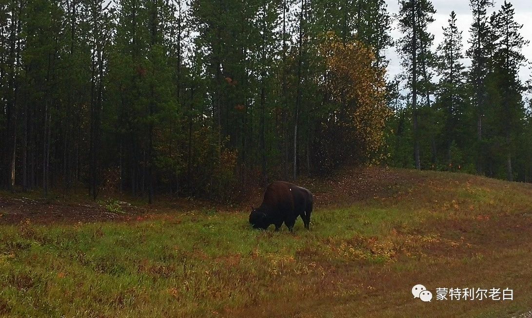 跟着老白行走加拿大，育空Watson Lake、BC省Northern Rockies