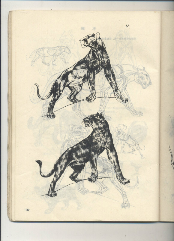 一百幅动物素描,近百幅动物画