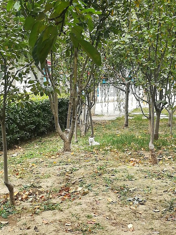 天津遛鸟的地方,天津溜狗好去处