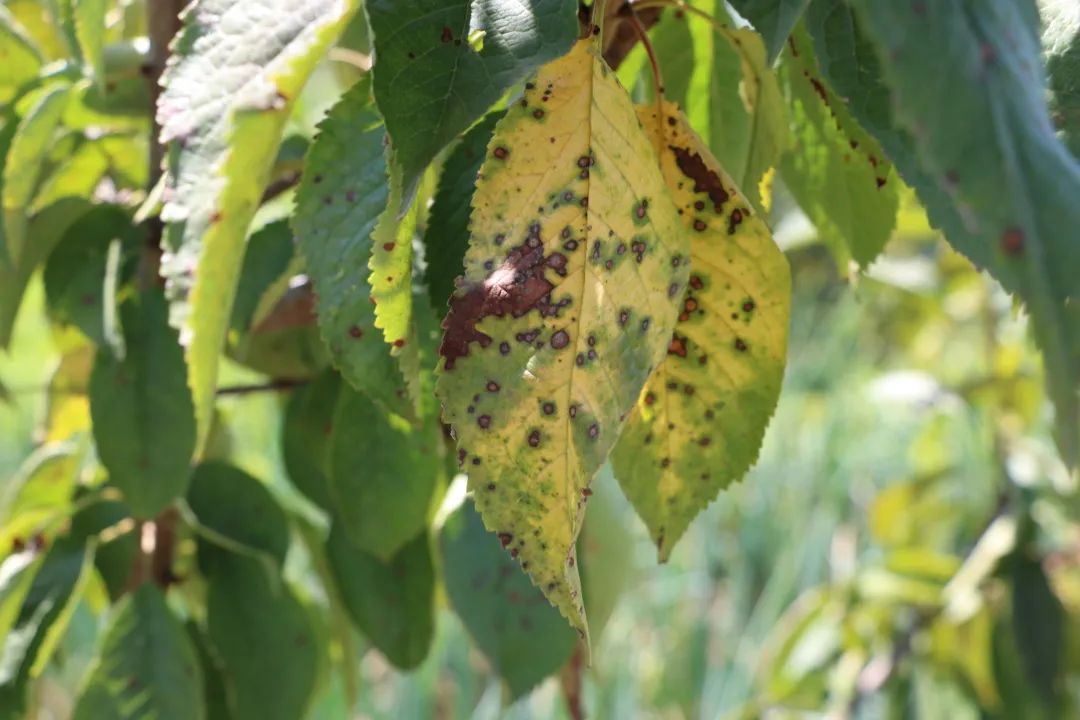 图说樱桃病虫害防治关键技术书籍,樱桃病虫害防治图谱