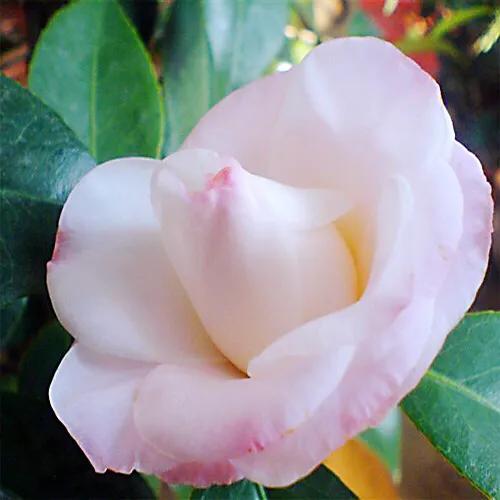 养茶花大盆好还是小盆好,如何种养茶花