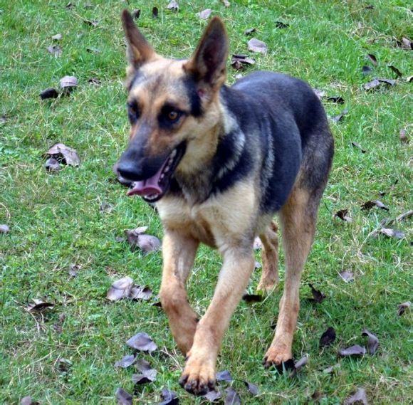 昆明犬黑背和德国黑背的区别,老版德牧黑背vs昆明犬黑背