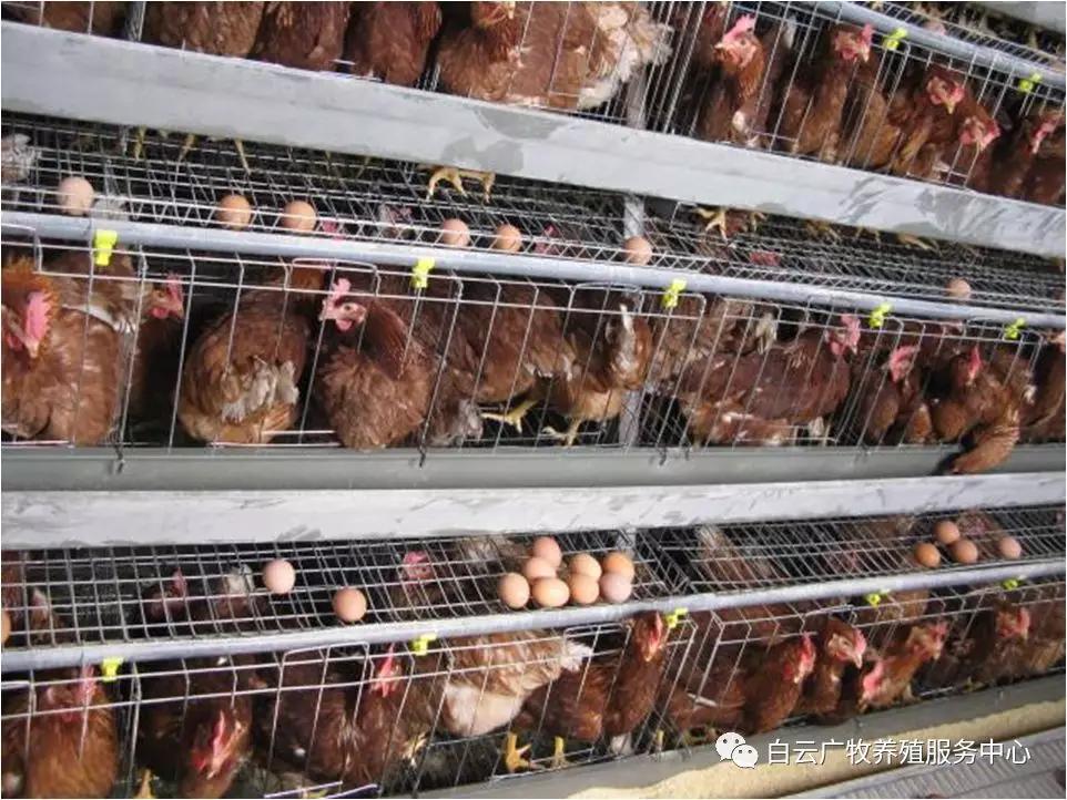 效养蛋禽-全解--如何高效有力的养殖蛋禽增加产蛋，收入