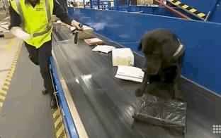 澳洲最新入境新规定官宣,澳洲入境被遣返流程