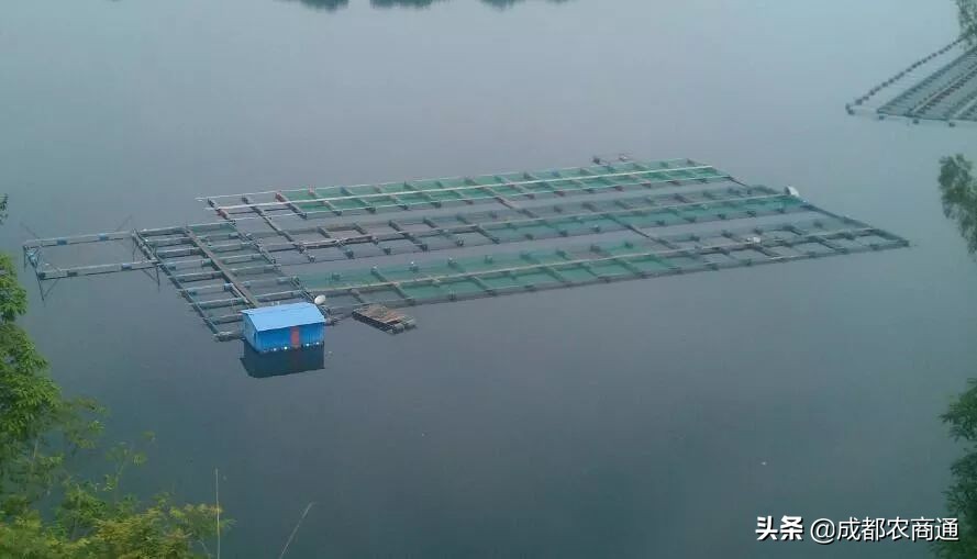 河南适合养殖哪种甲鱼,适合养殖的甲鱼品种