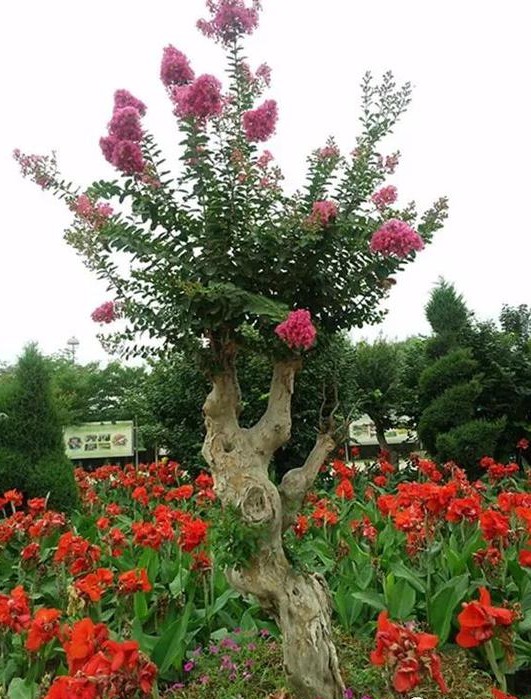 鄢陵花博园周边游,鄢陵花木博览园有什么好玩的吗
