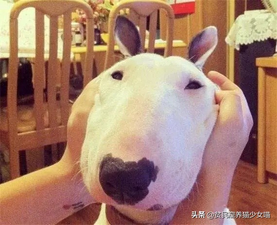 简单一招，比Ai换脸还厉害，毫无违和的牛头梗照片