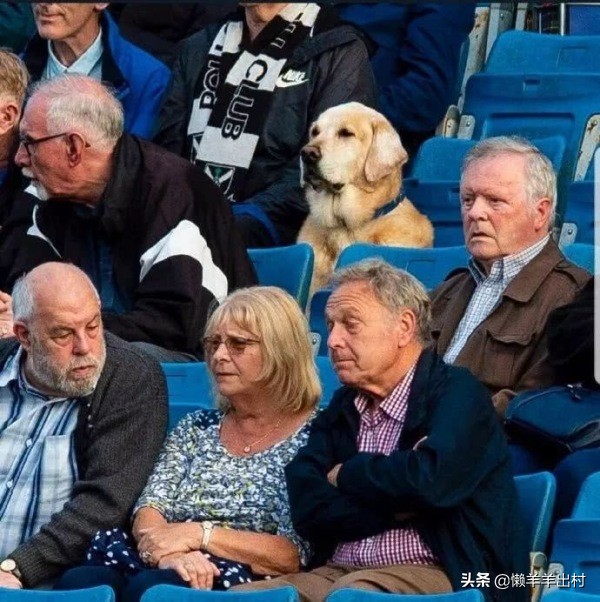 狗子看球赛比主人还激动配音,狗子看世界杯