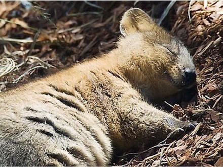 蜡笔小新中的阿呆短尾矮袋鼠,被誉为世界最开心动物短尾矮袋鼠