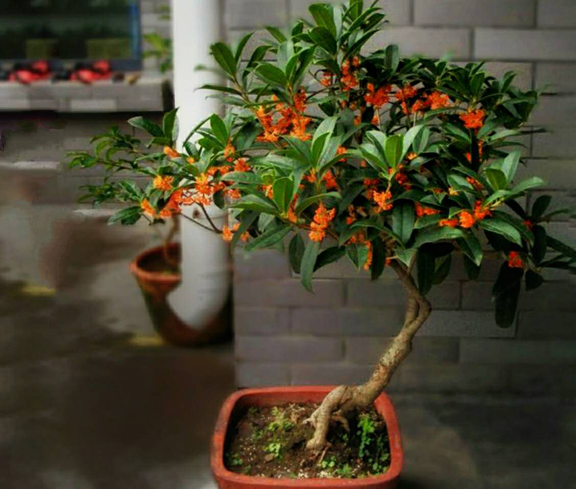 桂花怎么才能早开花,桂花多开花的正确方法