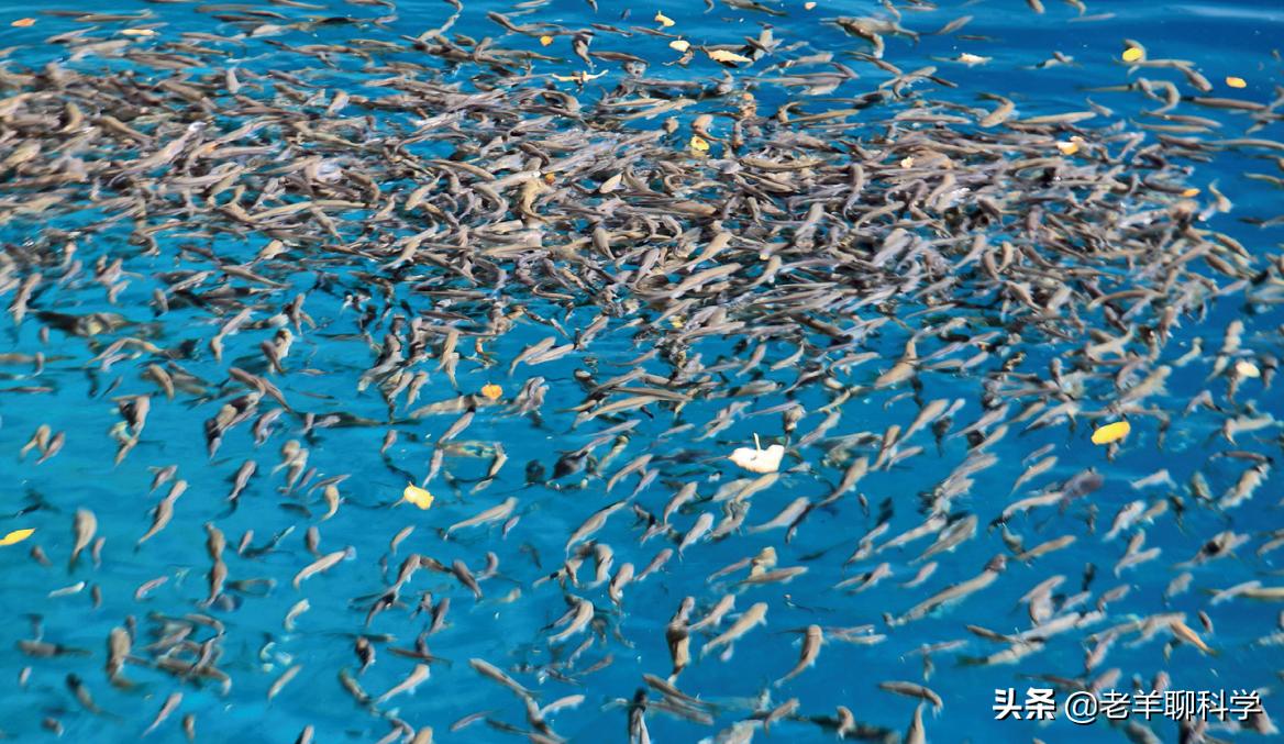中国大黄鱼灭绝之路,东海400万尾大黄鱼放流东海