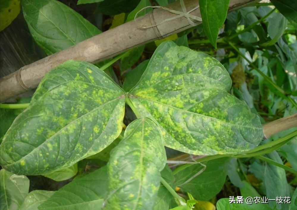 豇豆花叶病毒病用什么农药,豇豆病毒病可以治吗