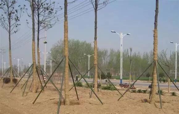 春季园林绿化工作简报,园林绿化春季修剪方案