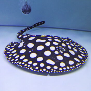 老百姓养得起的观赏鱼,皮实好养的本土观赏鱼有哪些