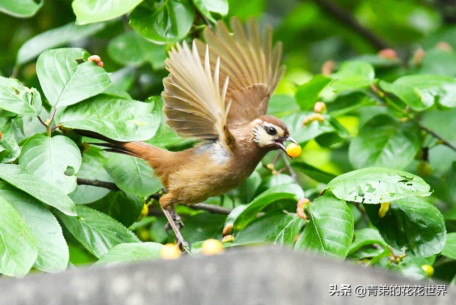 笼养鸟为什么易生病,笼养鸟肠胃炎怎么治