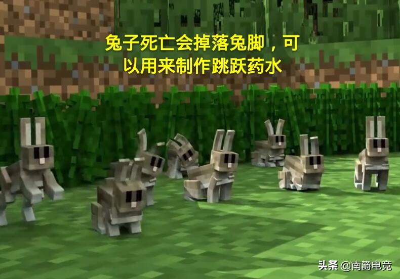 我的世界沙漠的兔子可以被驯服吗,兔子的冷知识之我的世界