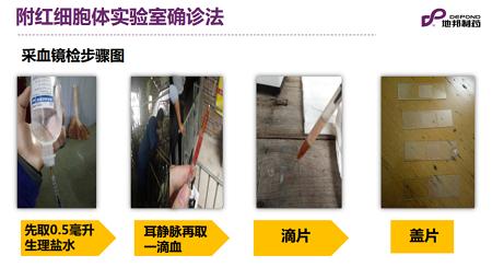 猪贫血最好的防治方法,大猪附红细胞体死亡率大吗