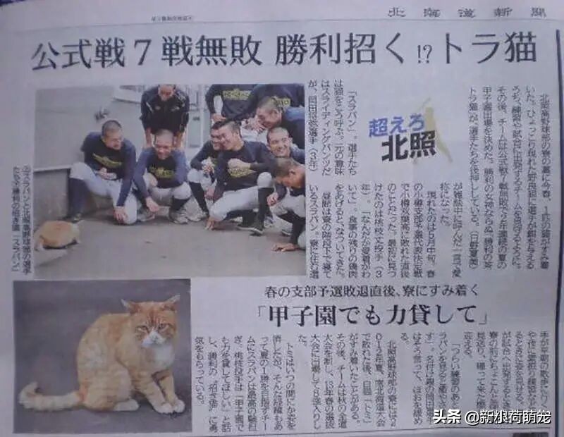 一只流浪猫改变了他的命运,足球场上一只猫竟然赢得了世界杯