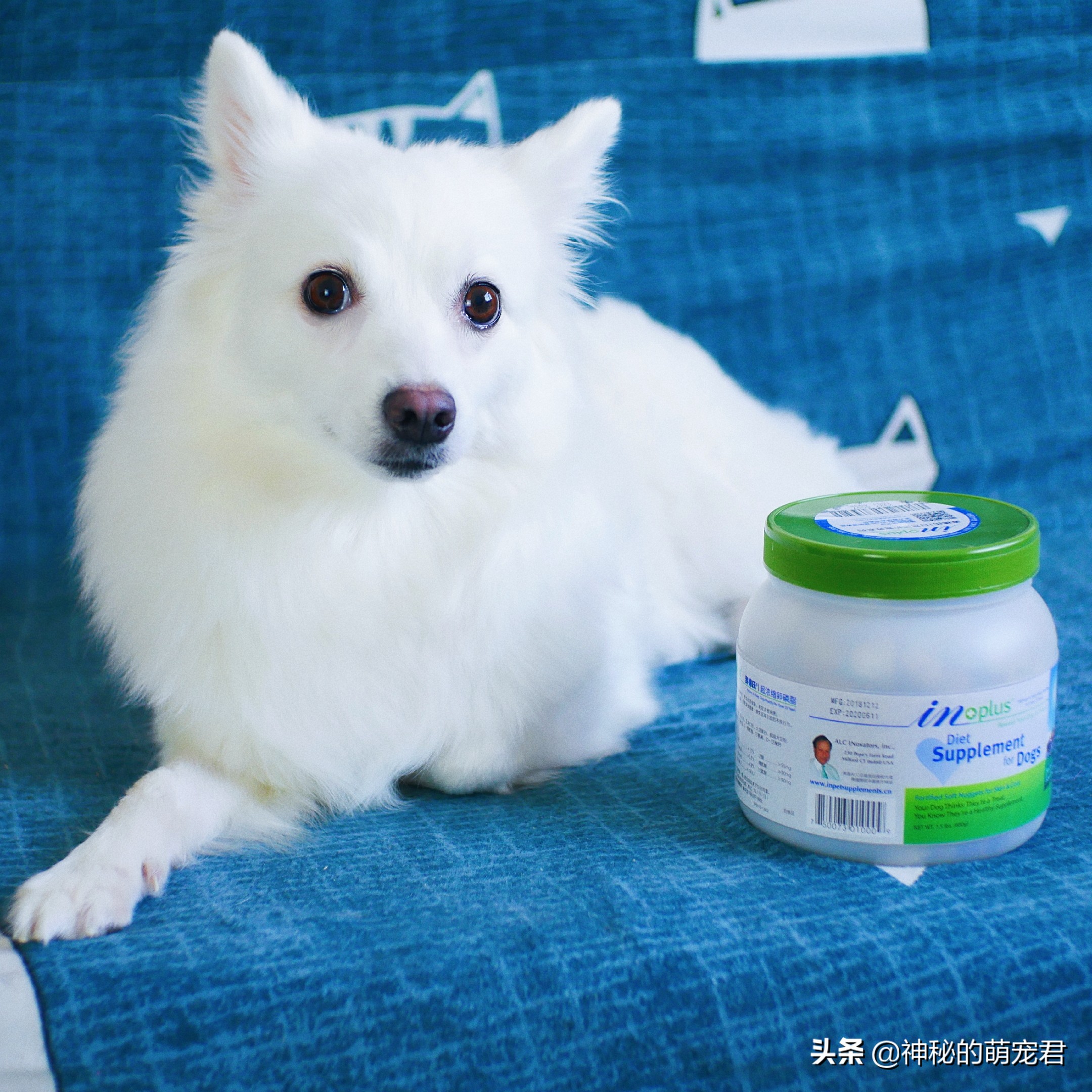 狗狗麦德氏卵磷脂,狗狗麦德氏卵磷脂一天吃多少粒