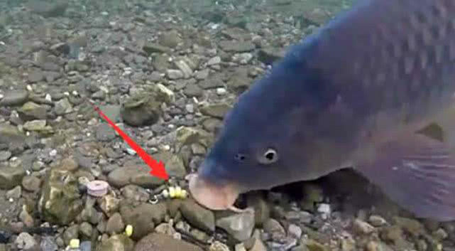 鱼为什么喜欢吃麦子,鱼为什么喜欢吃虾饵