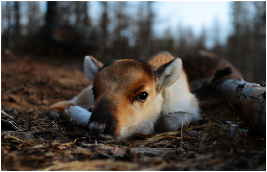 嘿，我想和你做朋友，不想当国宝