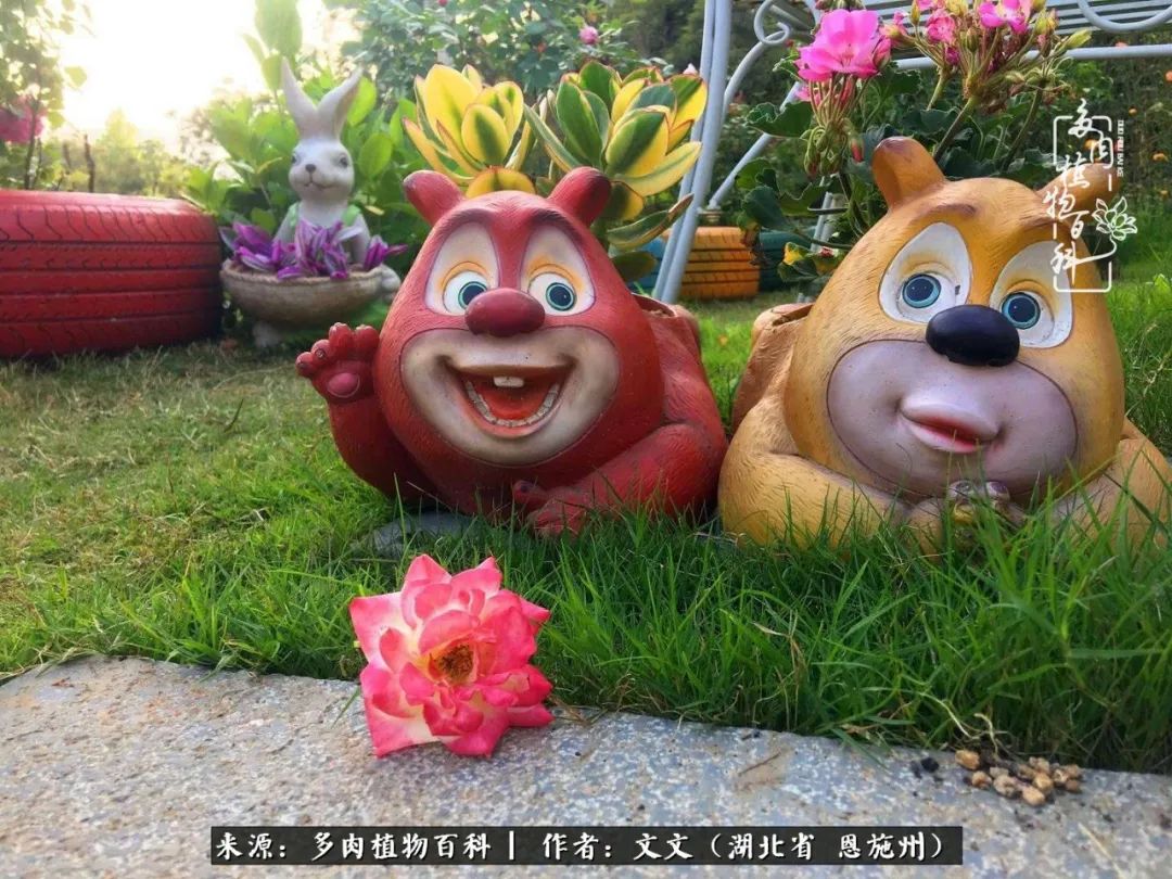 夏季多肉花园图片,初夏多肉花园