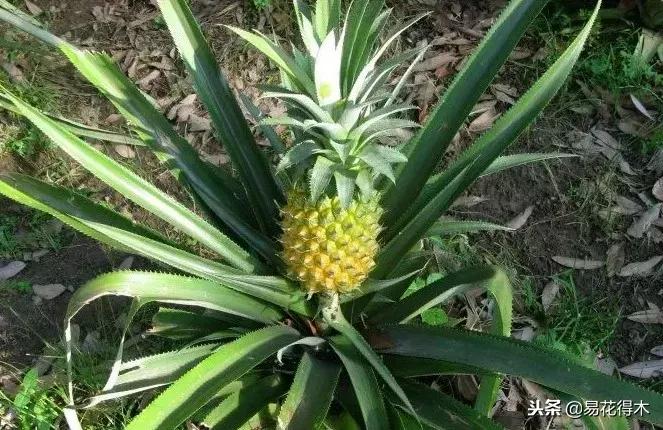 盆栽植物落叶是怎么回事,盆栽植物出现黄叶怎么处理