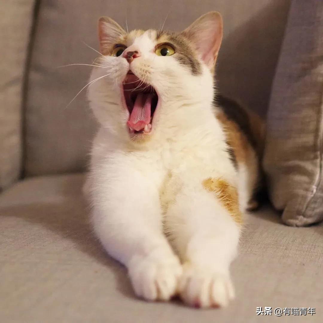 漂亮的三花猫欣赏,最迷人的三花猫