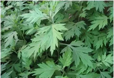 农村随处可见的几种野生中草药,教你认识那些路边的野生中草药