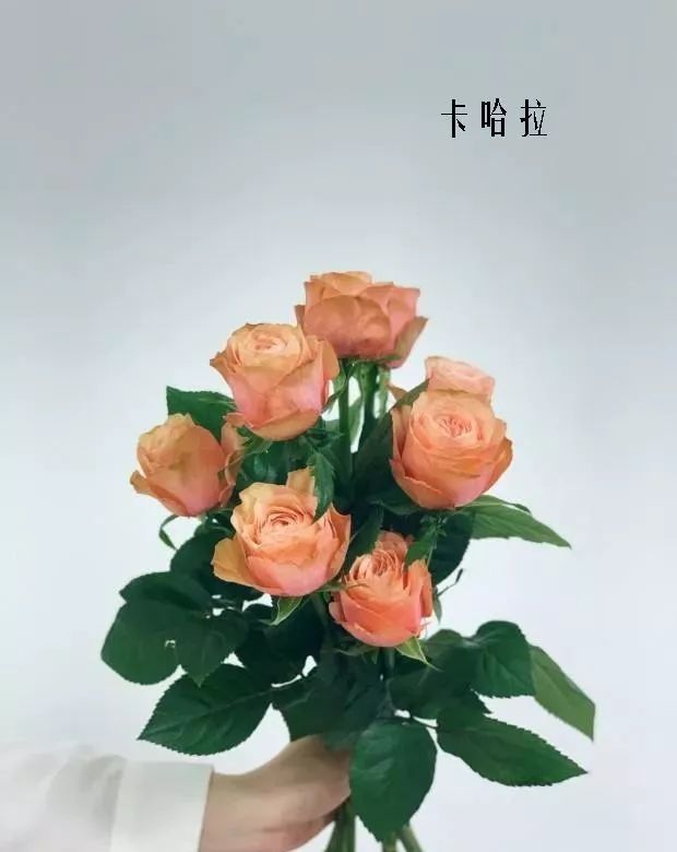 鲜花店常见花材品种大全,花店里同款的两种不同价格的花材