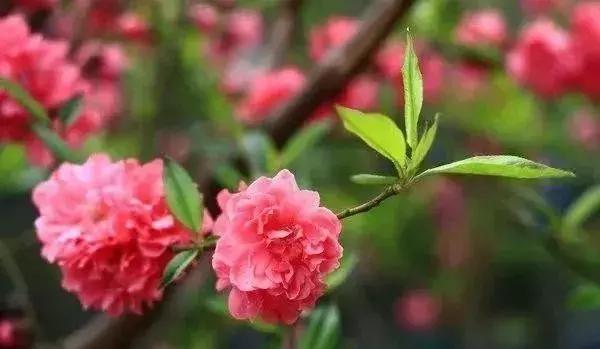 绿化苗木树种名称,绿化苗木大全名称及图片