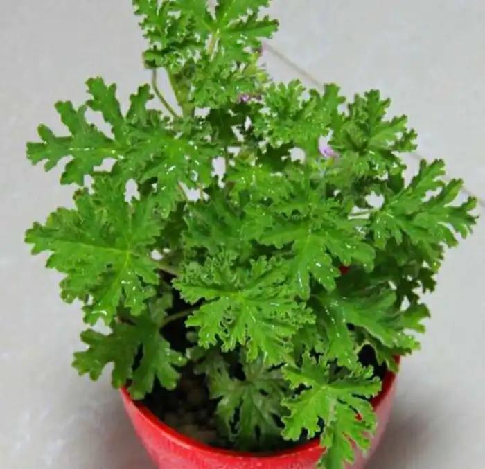 能有效驱蚊的植物,十种驱蚊最好的植物