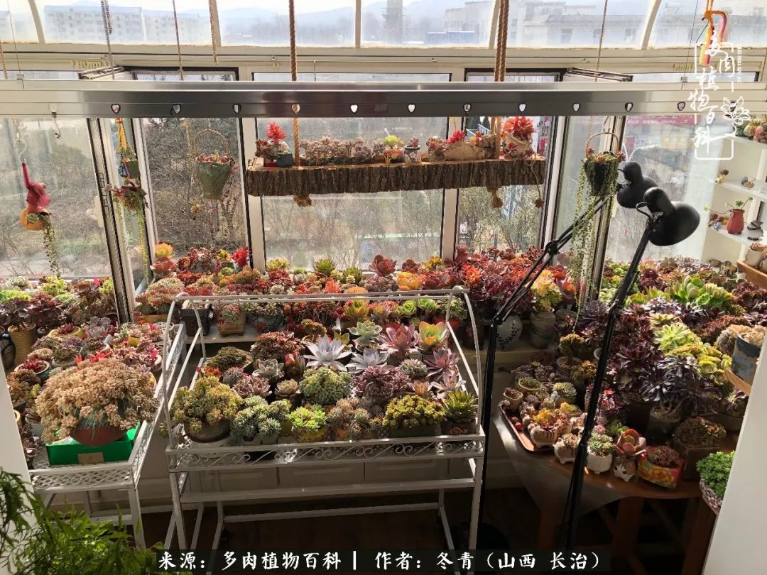 阳台养多肉徒长怎么办,阳台养多肉养殖方法和注意事项