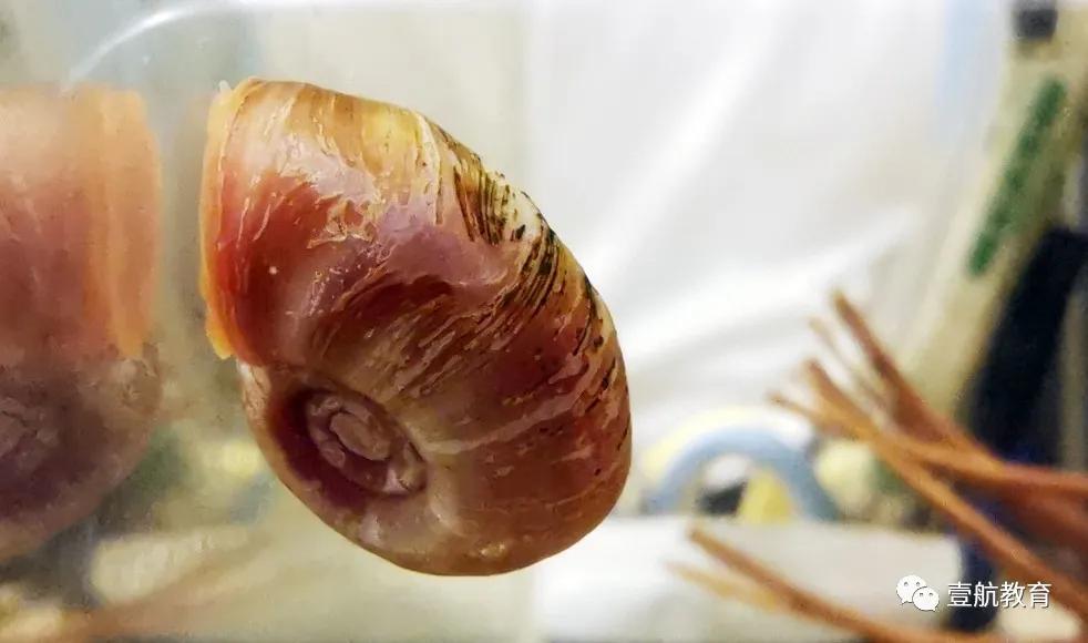 苹果螺怎么养着养着就只剩下壳了,苹果螺怎么保持颜色